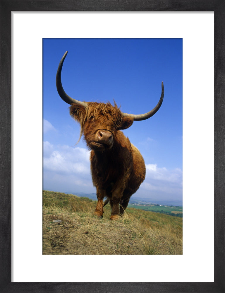 A Highland cow with a magnificent spread of horns, on the moor by Lant ...