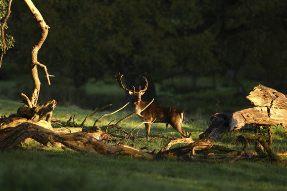 Fallow deer (Dama dama) stag at Crom Estate, Co. Fermanagh, Northern Ireland. The 1,900-acre estate is a nature conservation area and is set on the shores of Upper Lough Erne.