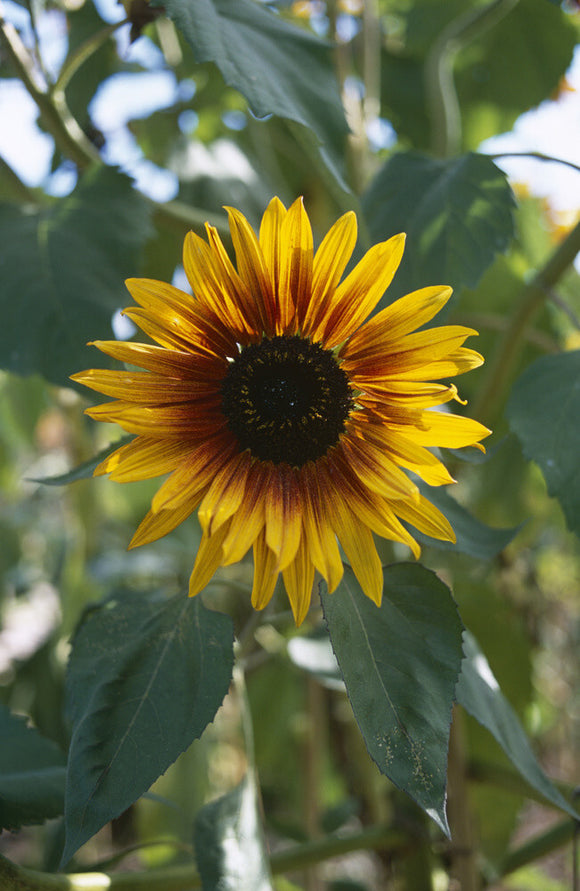 Sunflower in the walled garden at Wimpole Hall , Cambridgeshire