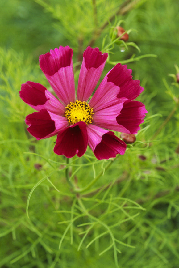 Close-up of a Cosmos