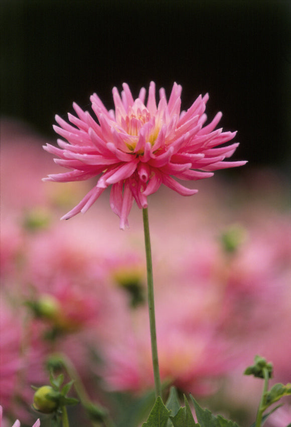 A flower of Dahlia