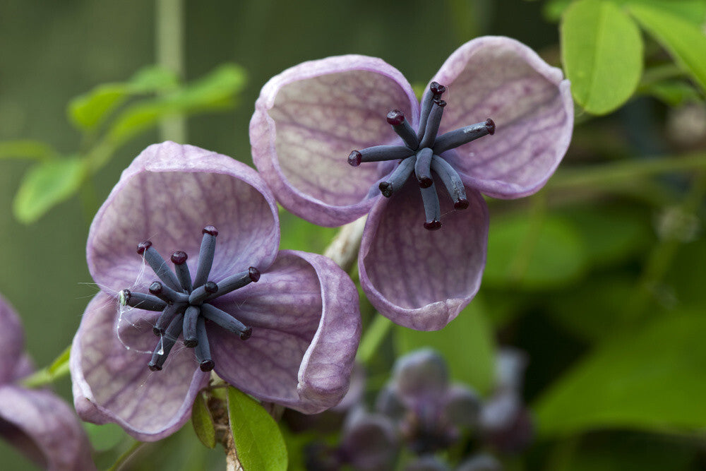Flowers of the chocolate vine, Akebia quinata, in April – National ...