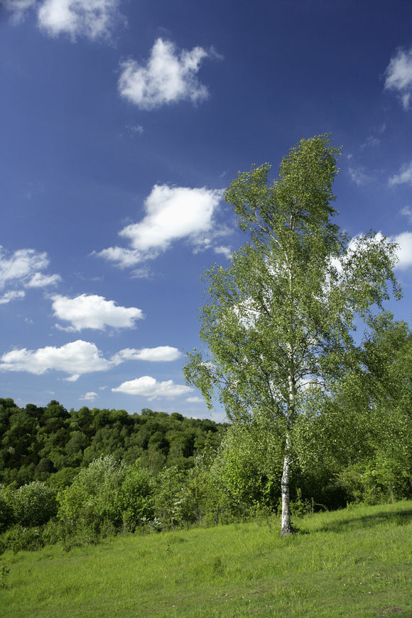 A birch tree on Juniper Hill, part of the Box Hill estate, Surrey