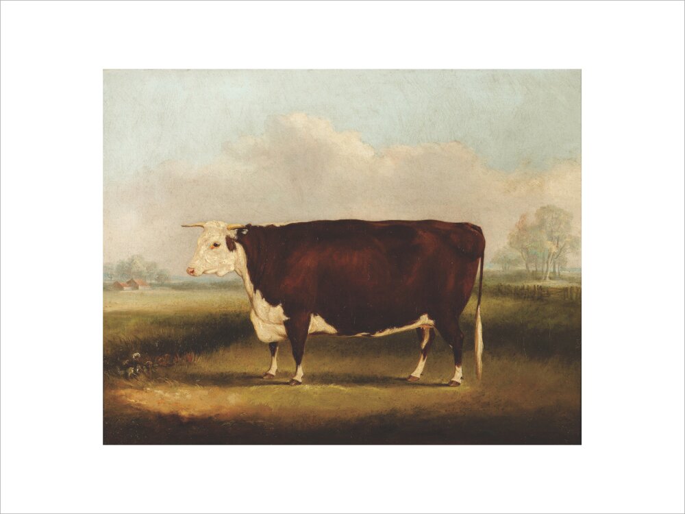 A Grey Shorthorn Cow by William Henry Davis Reproduction Painting