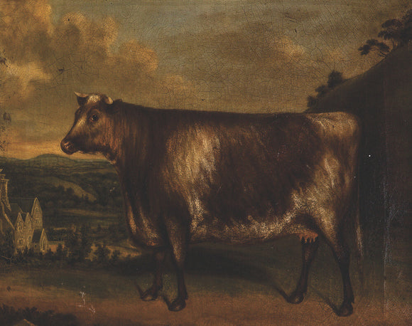 Lunette': Prize Cow,Winner of the 1st Prize at Modbury