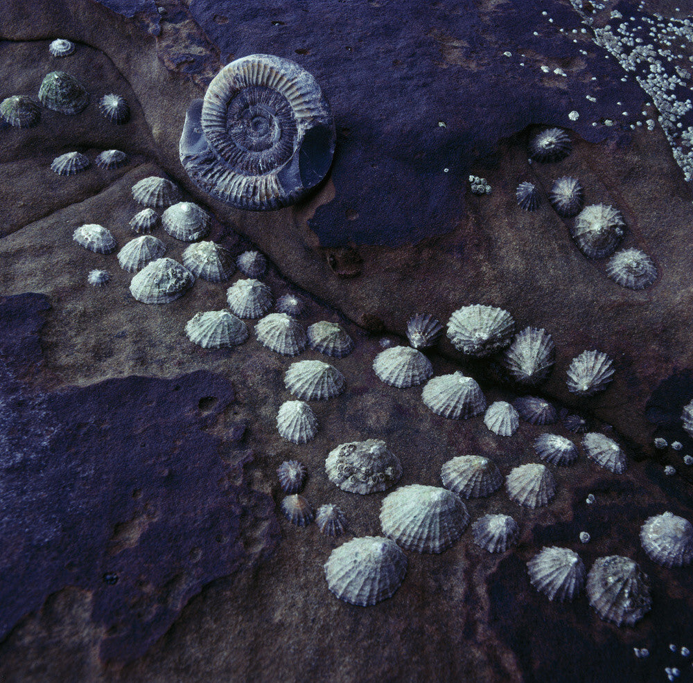 Shells and fossils on the shoreline at Ravenscar – National Trust Prints