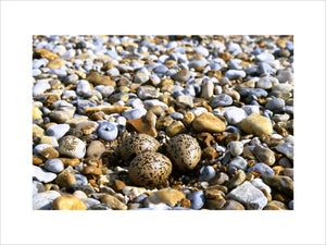 A colourful shingle beach at Blakeney Point, Norfolk, there are some birds eggs in the foreground