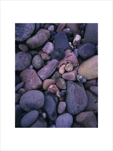 A close-up of the pebbles on the beach at Farne Islands