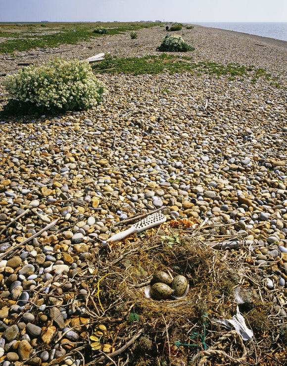 A Herring gull (Larus argentatus) nest with eggs looking north towards the pagodas at Orford Ness
