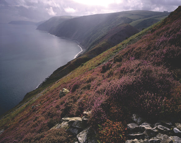 A view of Countisbury Cove from the foreland showing an abundance of heather in the foreground and grassy cliff edges
