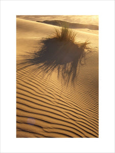 A view across an area of rippled sand, the glow of the sun can be seen in the background and a small area of reed grass casts a large shadow on the sand