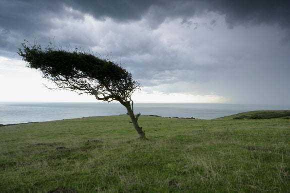 A lone tree on the clifftops at Crowlink, East Sussex, part of the Seven Sisters range