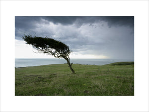 A lone tree on the clifftops at Crowlink, East Sussex, part of the Seven Sisters range