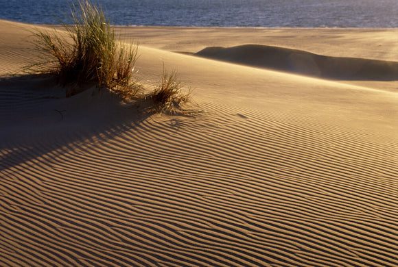 A view across an area of rippled sand, the glow of the sun can be seen in the background and a small area of reed grass casts a large shadow on the sand