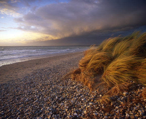 A dramatic picture of wind blown grass on the shingle of East Head, West Wittering, highlighted by the unusual clouds