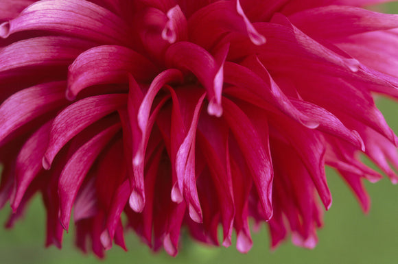 A close up of the Dahlia 'Orfeo' in the Dahlia Walk at Cragside