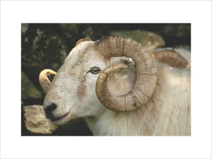 Close view of a head of a Welsh Mountain sheep on the Hafod Y Llan estate in Snowdonia