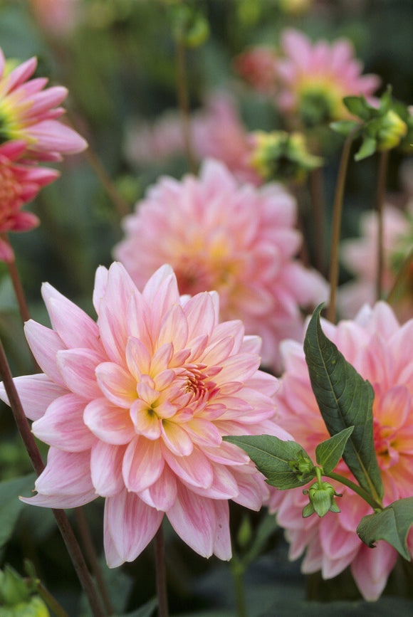 A close up of the Dahlia 'Gerry Hoek' in the Dahlia Walk at Cragside