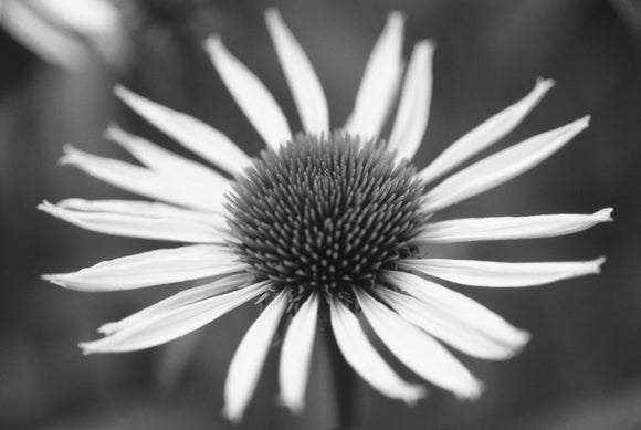 Close up of the flower of Echinacea purpurea ALBA in the garden at Sissinghurst in the summer