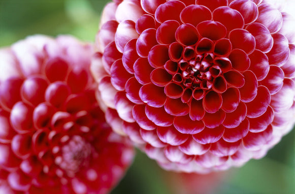 A close up of the pom pom type Dahlia 'Little William' in the Dahlia Walk at Cragside
