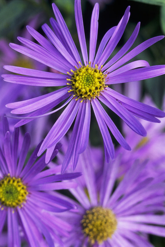 The lavender blue flowers of Aster x frikartii 'Monch' (Frikart's aster) blooming at Coleton Fishacre