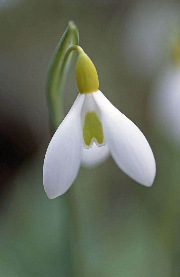 Wendy's Gold variety of snowdrop at Anglesey Abbey, photographed in the early spring