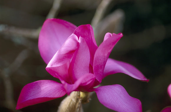 A close up view of a Magnolia Mollicomata 'Lanarth' growing in the garden at Trengwainton in March