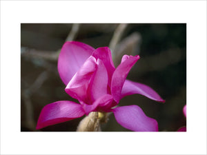A close up view of a Magnolia Mollicomata 'Lanarth' growing in the garden at Trengwainton in March