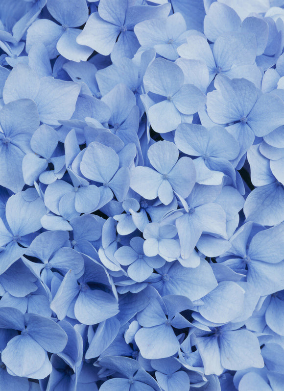 Close-up of a blue Hydrangea flower in Hinton Ampner garden