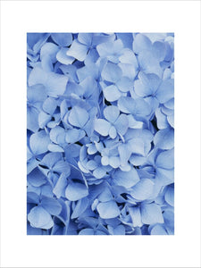 Close-up of a blue Hydrangea flower in Hinton Ampner garden