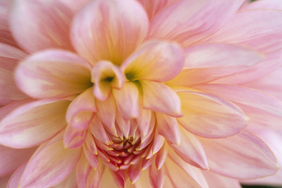 A close up of the Dahlia 'Gerry Hoek' in the Dahlia Walk at Cragside