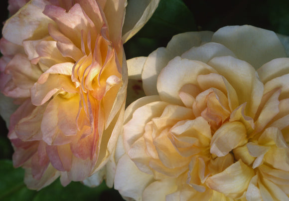 Close-up detail of rose (desprez a fleur jaune noisette,1830)