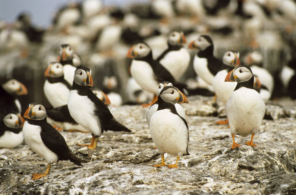 Puffins taking in the passing scene on the Farne Islands