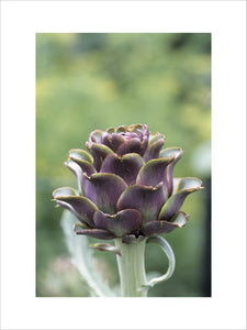 Close-up of the flower-head of an artichoke at Beningbrough Hall