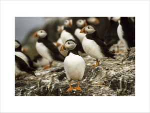 Puffins standing around on the Farne Islands
