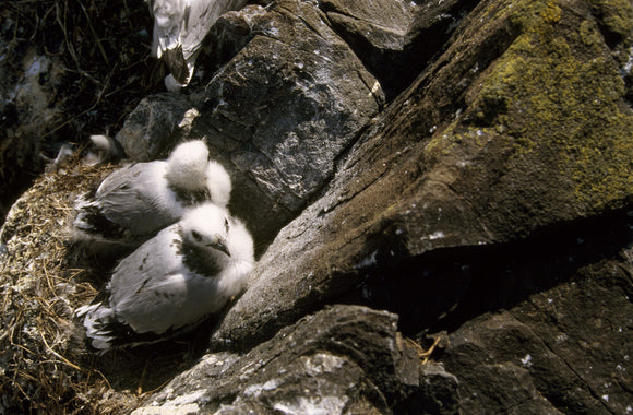 Two kittiwake chicks nestling by a rock on the Farne Islands
