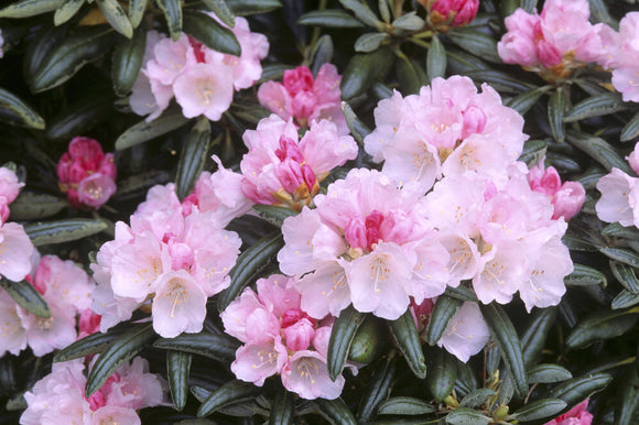 Rowallane, the paddock, rhododendron