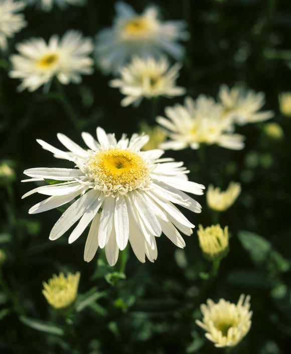 A close-up detail of a daisy - Leucanthemum Maximum 'Wirral Supreme' at Mottisfont Abbey