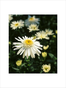 A close-up detail of a daisy - Leucanthemum Maximum 'Wirral Supreme' at Mottisfont Abbey