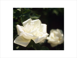 A close-up detail of a white rose - 'Frau Karl Druschki' at Mottisfont Abbey