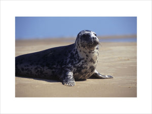 A solitary seal sits with its head upright and its paws supporting it on a beach at Blakeney Point