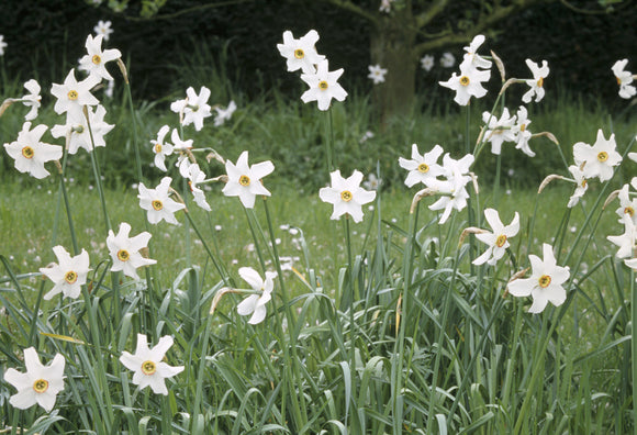 A view of Old Pheasant's Eye narcissi at Erddig, the latest of its family to flower in May and relishes the long damp grass below apple trees
