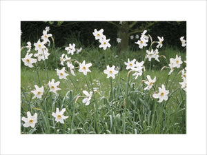 A view of Old Pheasant's Eye narcissi at Erddig, the latest of its family to flower in May and relishes the long damp grass below apple trees