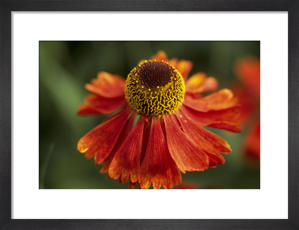 A close up of a Helenium, the centre of the head is a dark red colour ...