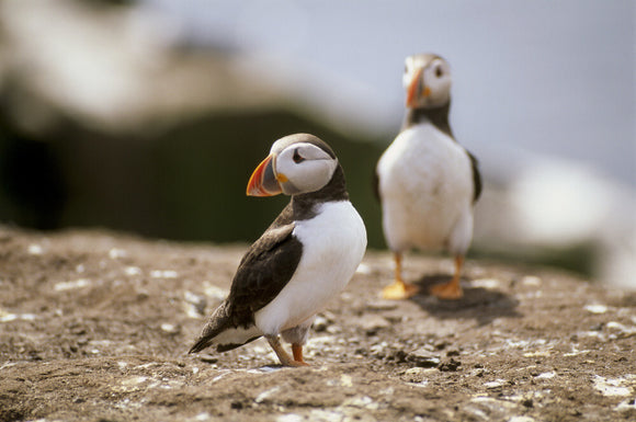 Two Puffins perched on a flat rocky area on Staple Island, Inner Farne, which makes up part of the Farne Islands