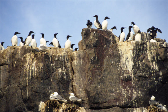 Guillemot's on a cliff top on the Farne Islands