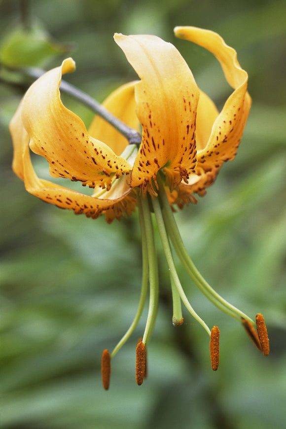 An orange Tiger Lily, lilium lancifolium, associates well with the hot colour schemes in the herbaceous borders of the lily garden at Barrington Court