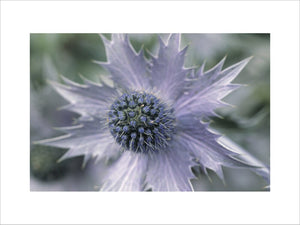 Close up of a purple flower, part of the Eryngium or Sea Holly family, the head is thistle like with several spiked leaves
