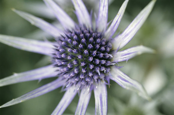 Close-up of Eryngium bourgatii in the garden at Hinton Ampner in June