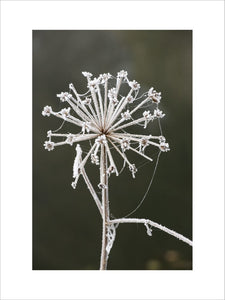 Frost highlighting the delicate structure of an umbellifer seed head, on the banks of the Rivery Wey Navigations, Send, Surrey in November